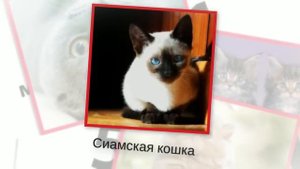 ТОП 5 самых красивых пород кошек