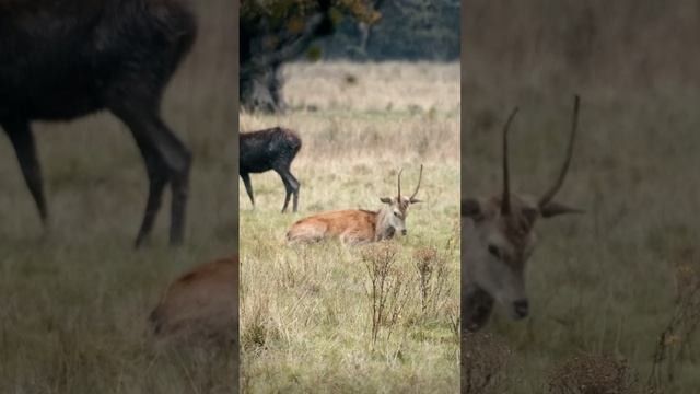 WILDLIFE in Killarney National Park, Ireland