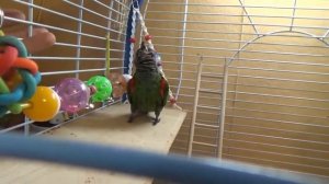 Прикольный злой попугайчик Пиррура атакует Pyrrhura