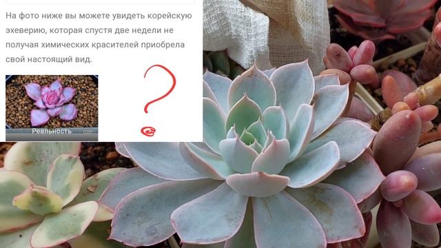 От чего зависит окрас суккулентов. Эхеверия ред вельвет. Echeveria Red Velvet.