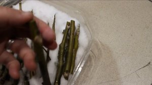 Зимнее черенкование плодовых и декоративных деревьев и кустарников. Обрезка и размножение.