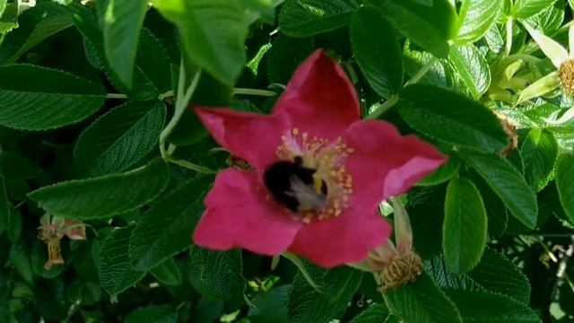 Зеленые жуки, шмели собирают пыльцу на цветках шиповника смотреть онлайн