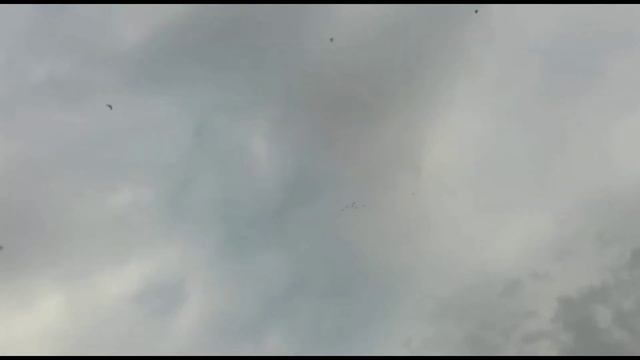 Сизые и капканы лёт и игра, голуби в небе. Двухчубые голуби. Tauben. Pigeons. Palomas. Pombos. смотреть онлайн