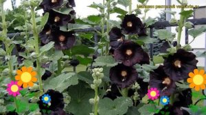 Мальва розовая Нигра. Краткий обзор, описание характеристик, где купить саженцы malva rosea Nigra