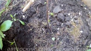 Формирование куста винограда 3 год.Формирование винограда весной.Как правильно формировать виноград