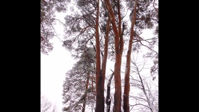 Лыжная прогулка (короткий репортаж) смотреть онлайн