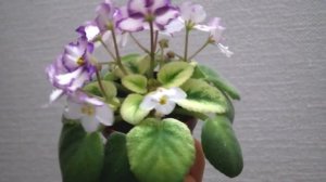 огляд сорту міні фіалки ЛЕ-Лунная Радуга