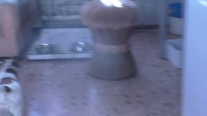 Клетка ловушка для собак своими руками