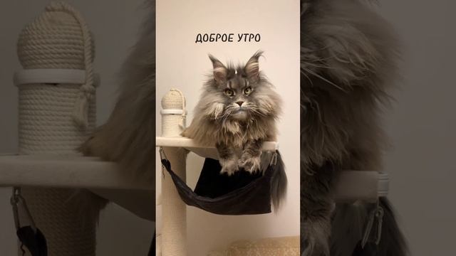 С ДОБРЫМ УТРОМ! СЧАСТЛИВОГО ДНЯ | DY-135