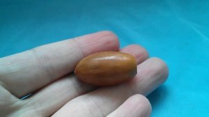 Дубовый желудь