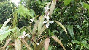 Clématite du père Armand 'Clematis armandii Snowdrift' Elle confond les saisons