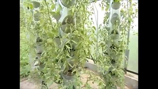 Вертикальное выращивание клубники 1 смотреть онлайн