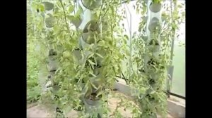 Вертикальное выращивание клубники 1