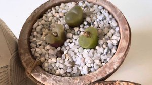 Конофитум/ Conophytum. Зимний уход. 02.02.2024.