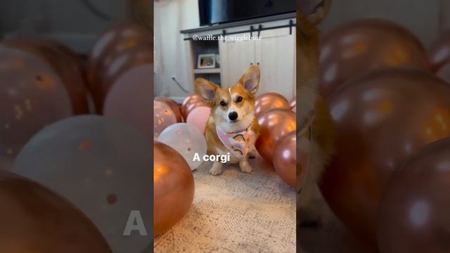 Corgi Cuteness🐶