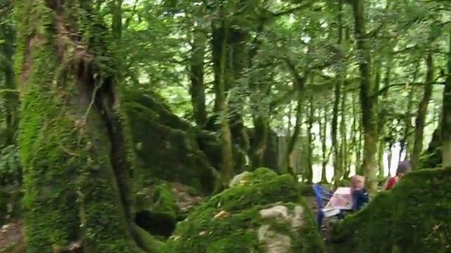 Самшитовая роща. Абхазия-(2) смотреть онлайн