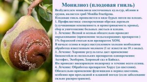 Болезни груши и методы лечения