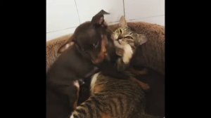 Дружба той терьера и кошки 🐶🐱 кто в доме главный?