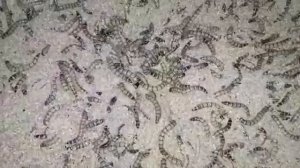 Живой корм для наших птиц.