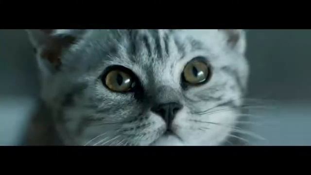 Реклама Whiskas | Вискас