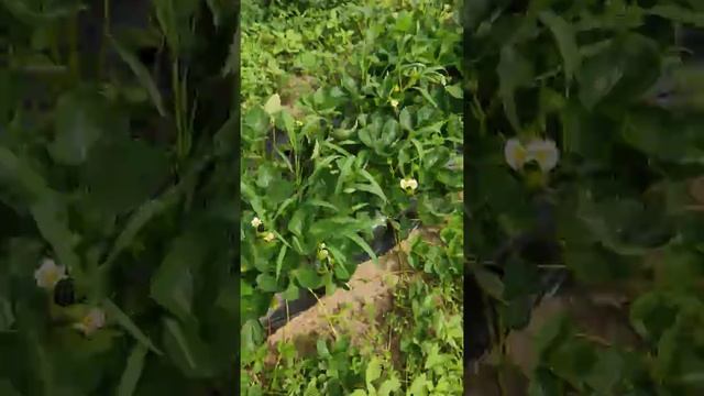 Клубника сорт Кабрилло. Поздняя посадка. смотреть онлайн