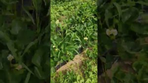 Клубника сорт Кабрилло. Поздняя посадка.