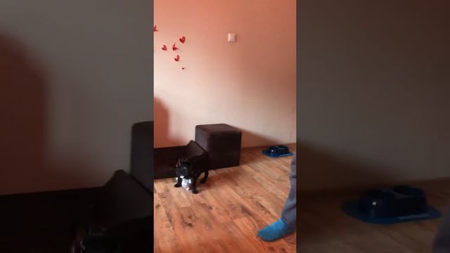 Французский бульдог Кенши учится прыгать смотреть онлайн