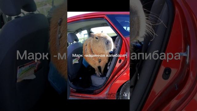 Какая ты капибара по имени #рекомендации #капибара #capybara #capcut #recommended #тренды #животное