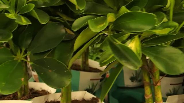 Schefflera Arboricola 'Gold Capella'