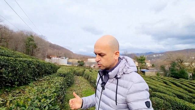 Лучшая цена на комплексе АК Чайный Берег. Апартаменты рядом с чайными плантациями. Дагомыс.