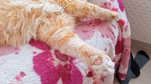 Сонное царство Рыжего Барсика и конечно же - носки смотреть онлайн