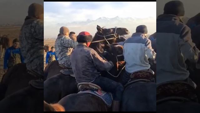 Рост 1.93 ??Самый большой лошадь в мире #horse #лошади #кокпар #улак #улок #лошадь смотреть онлайн