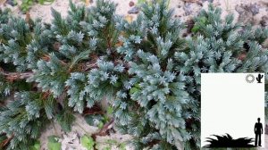 МОЖЖЕВЕЛЬНИК ЧЕШУЙЧАТЫЙ БЛЮ СПАЙДЕР " BLUE SPIDER "