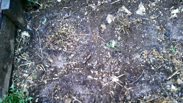 Сорта земляники садовой, устойчивой к Якутским морозам. смотреть онлайн