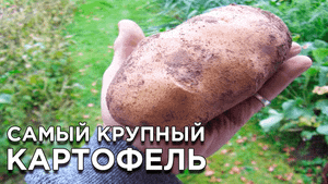 7 самых крупных сортов картофеля