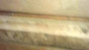 Цыплята Брамы Колумбийской № 1 (суточные и месячные)