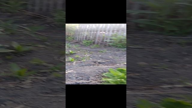 Ревень и щавель зачем они нужны