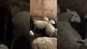 ферма Алексея в Псковской области. Катумские овечки