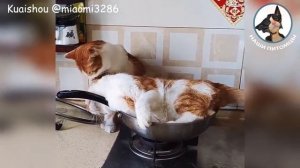 Коты хулиганы 😁