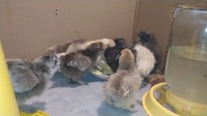 Кормление цыплят(китайские шёлковые)  в первые дни жизни! ОТ А ДО Я . ОТВЕТЫ НА ВСЕ ВОПРОСЫ.