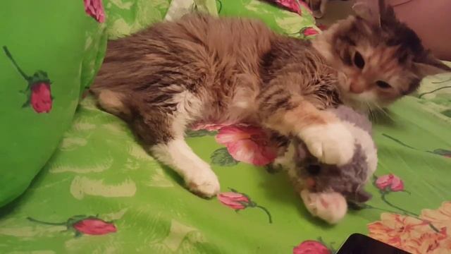 Cat playing with chinchilla | Кошка играет с шиншиллой смотреть онлайн