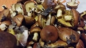 Надежда Горшкова. Русская народная песня "Ой, грибы, грибочки"