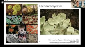 Lichens Module 2: What is a lichen species?