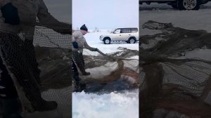 Заводят невод