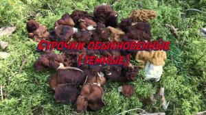 СТРОЧКИ ГИГАНТСКИЕ И ОБЫКНОВЕННЫЕ, МОЖНО ЕСТЬ? Готовим весенние грибы! GYROMITRA MUSHROOMS!