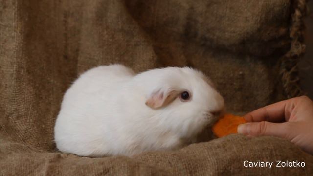 Мия и морковка смотреть онлайн