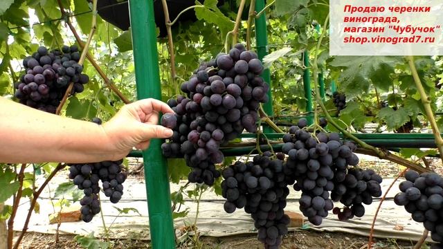 Багира- виноград соответсвует названию- изящные грозди по 2 кг, ягода черная как смоль и вкус отличн