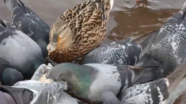 Кормим уток. Уточка и нахальные голуби/We feed ducks. Duck and pushy pigeons / 2023 03 30 смотреть онлайн