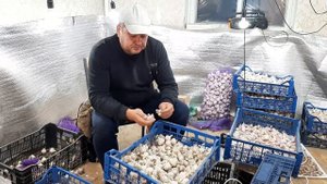 Подготовка посадочного материала чеснока. Деление на зубки. Сроки посадки.