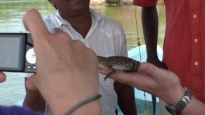 Шри-Ланка #1. Сафари по реке Бентота  ? /Sri Lanka. Safari River Bentota